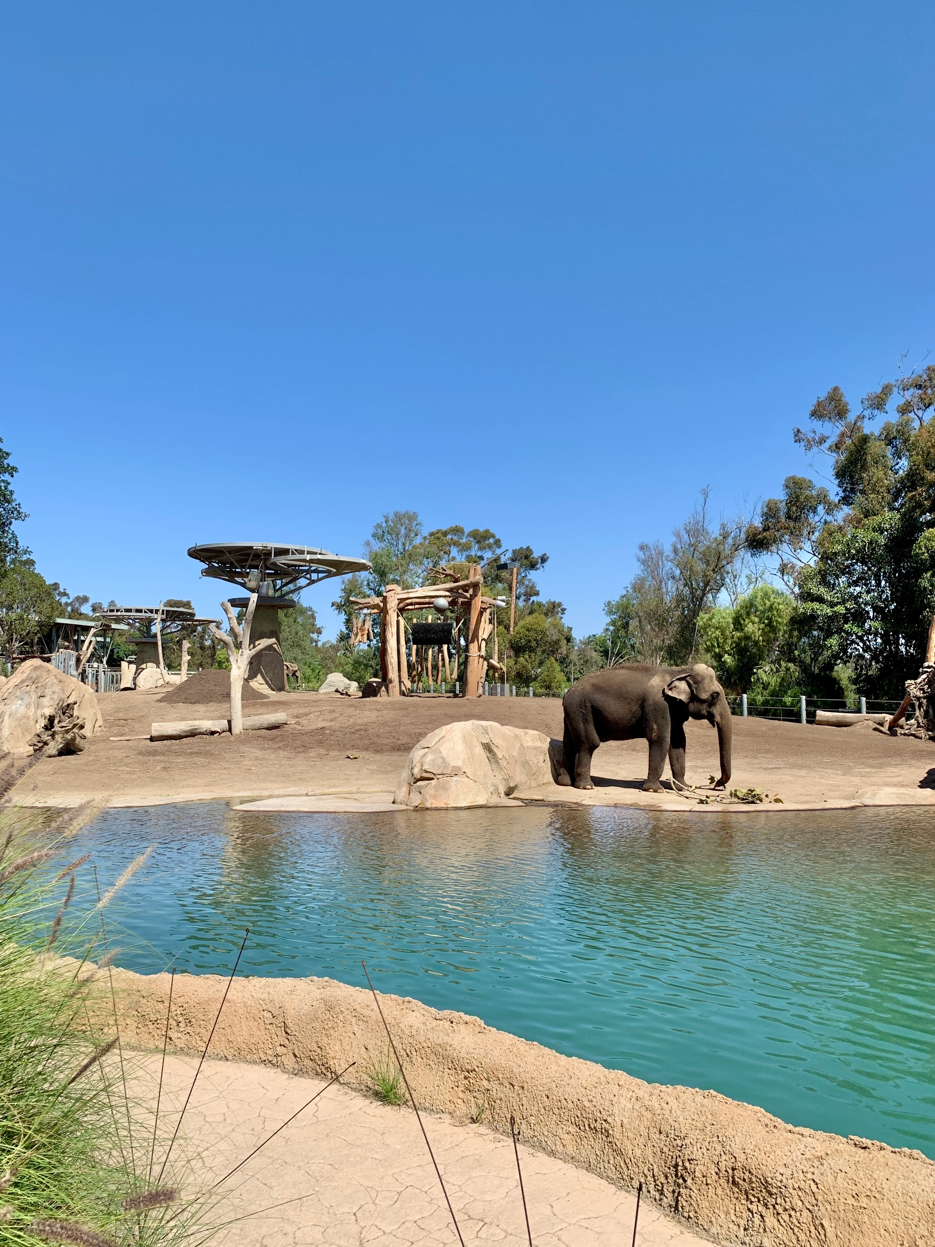 An elephant at San Diego Zoo in September on a sunny day.
