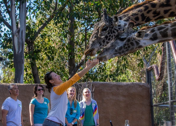 A woman feeds a giraffe during an Inside Look Tour.