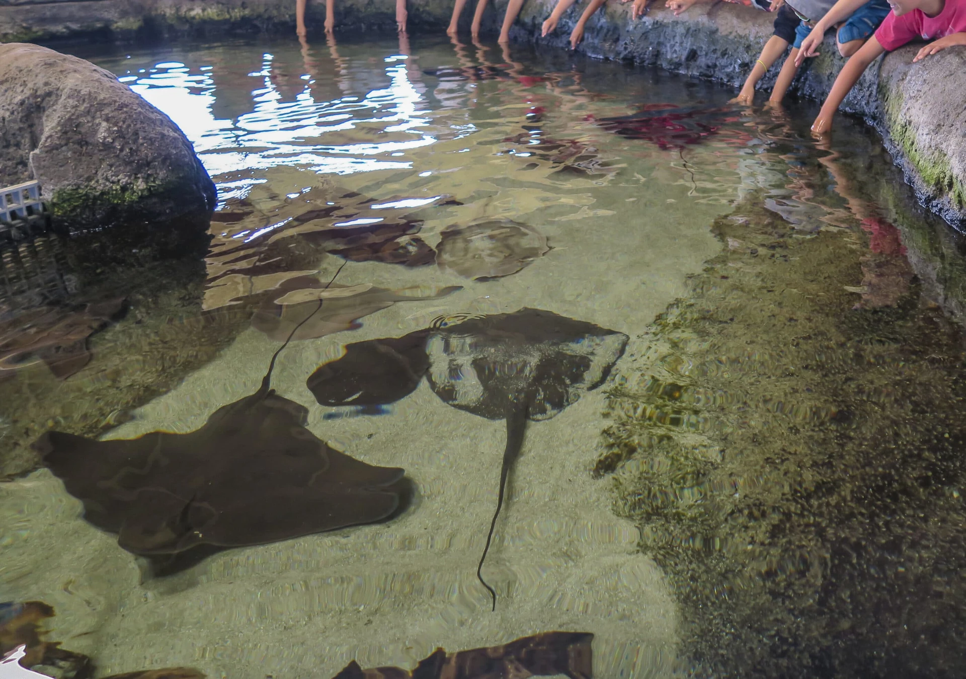 Kids on a field trip stick their arms in a tough pull with rays.