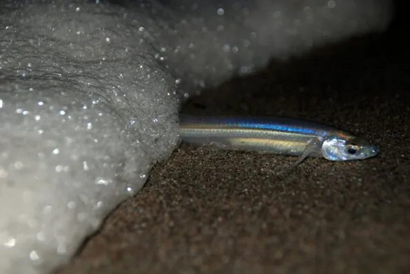 A grunion swims out of the ocean onto the sand at night.