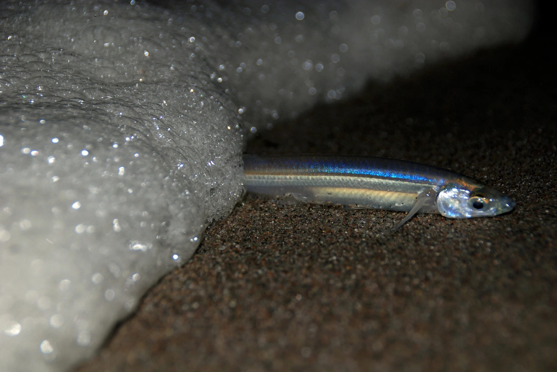 A grunion swims out of the ocean on to the sand at night.
