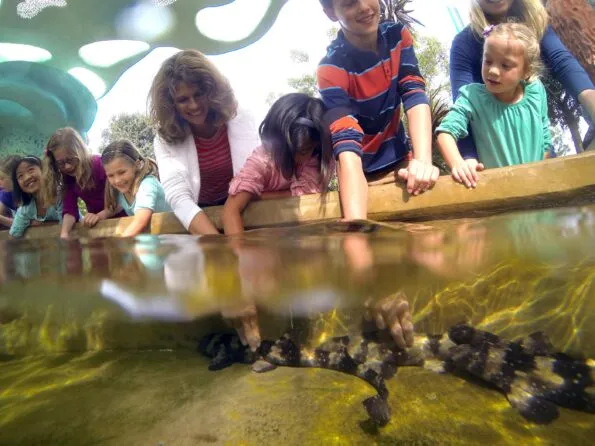 Guests touch white-spotted bamboo sharks in an Explorer's Reef pool.
