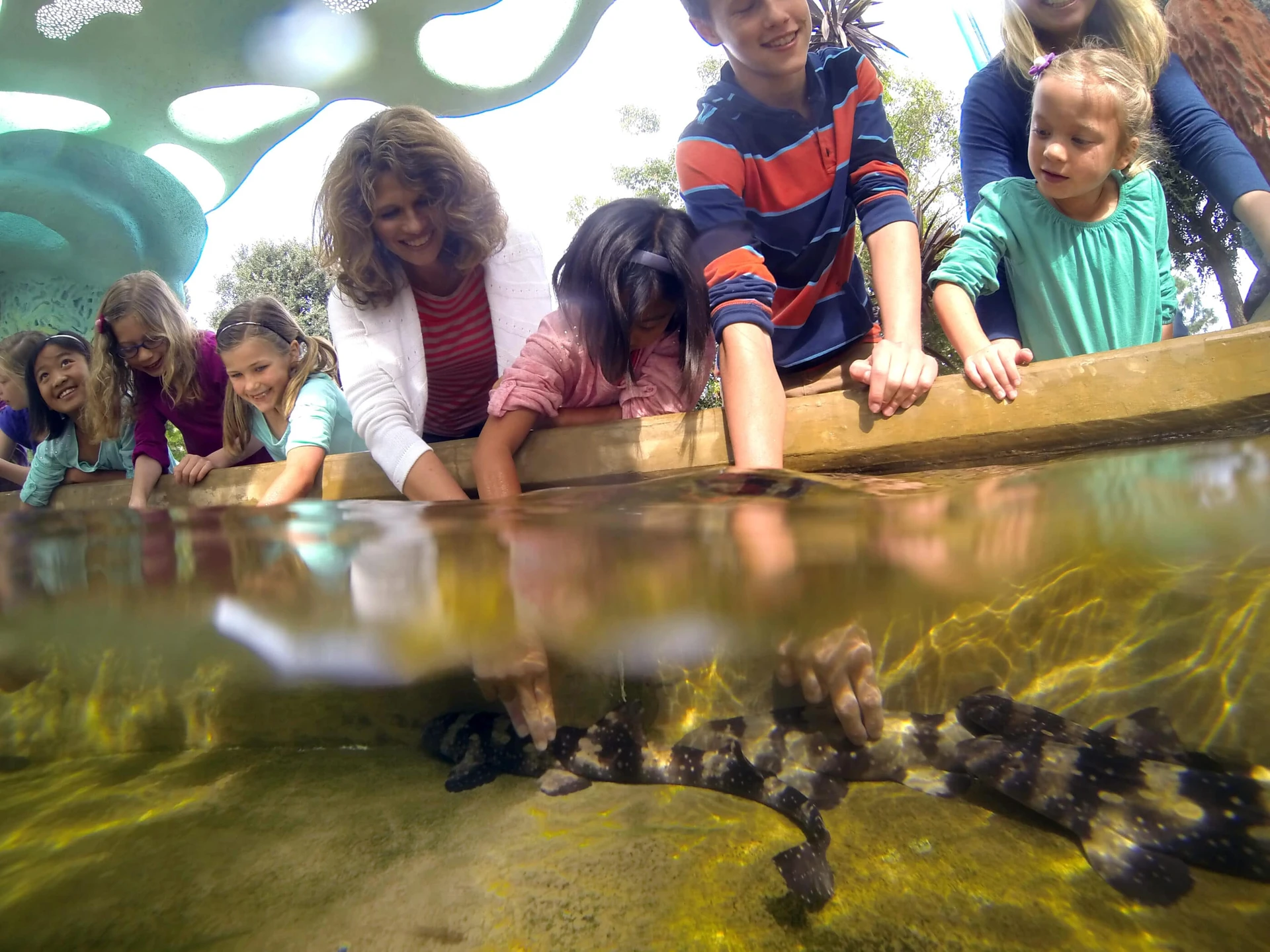Children reach into the reef shark touch tank at SeaWorld San Diego.