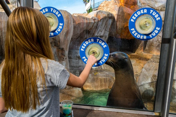 Feed sea lions at SeaWorld San Diego
