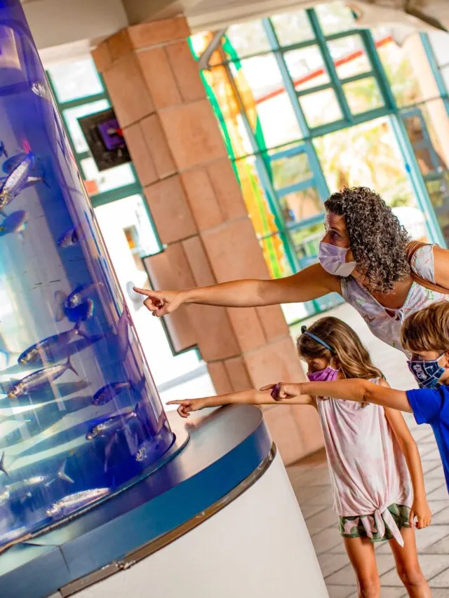 A family wearing masks enjoys a fish tank at Birch Aquarium.