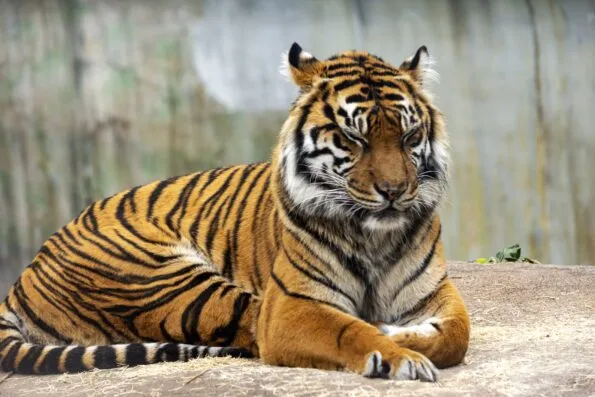 A bengal tiger rests at San Francisco Zoo.