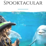 Spooktacular is SeaWorld San Diego's Halloween celebration. This year, expect dance parties, parades, decorations, fall menus, and more.