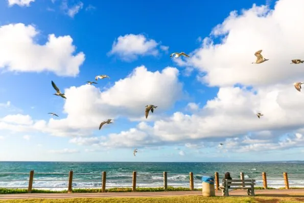 Birds fly over the boardwalk at La Jolla Cove.