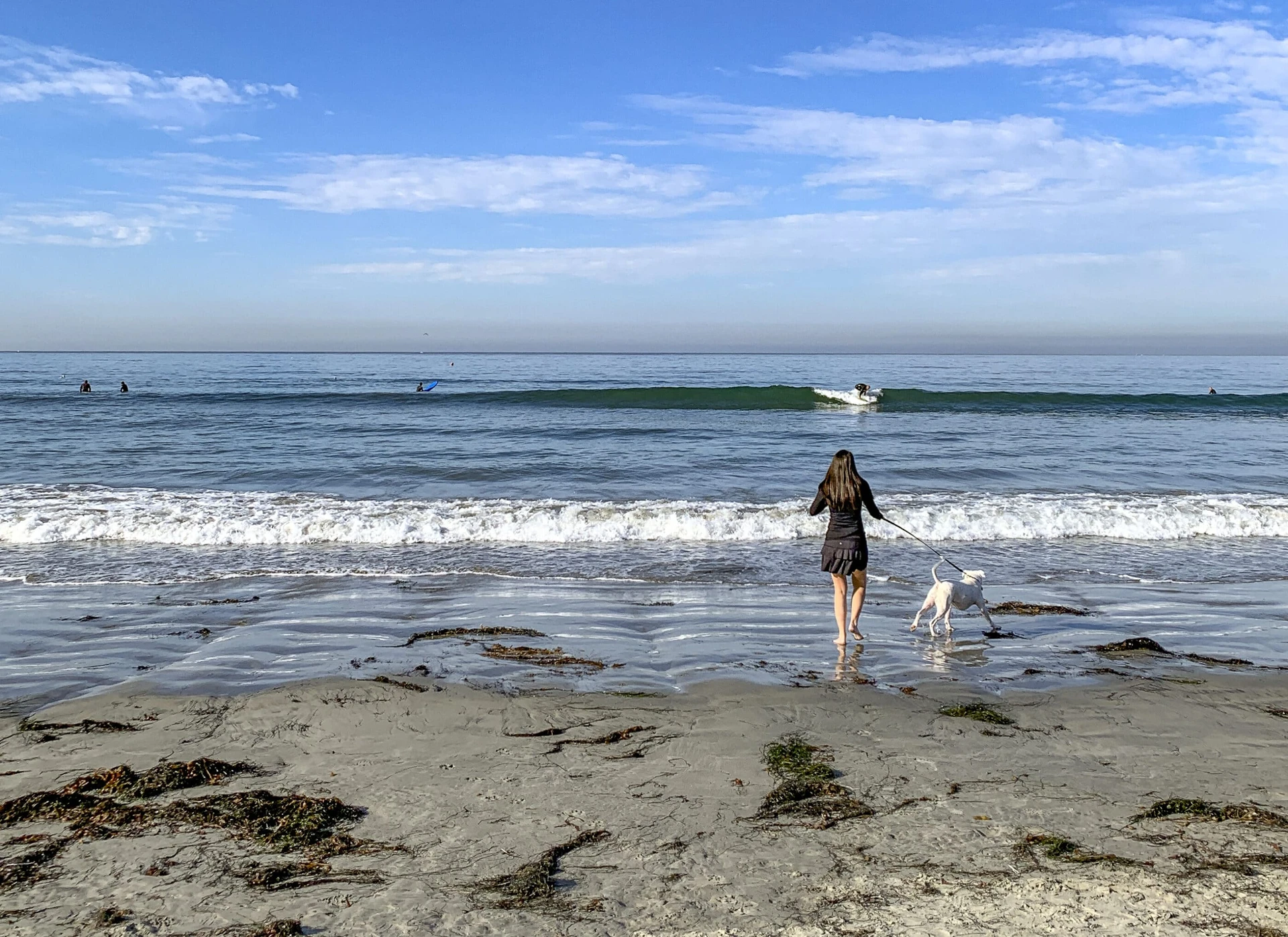 My dog runs on a leash toward the ocean at Law Street Beach in Pacific Beach.