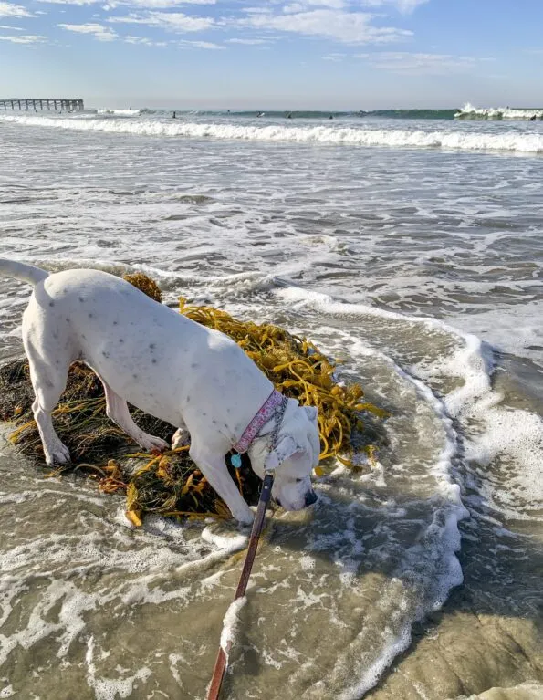 My dog sniffs seaweed on Pacific Beach in San Diego.