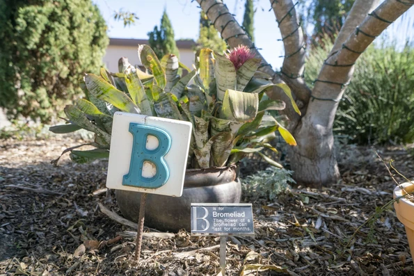 A bromeliad with a
