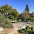 People walk along a paved path at San Diego Botanic Garden under blue skies and sunshine in December.