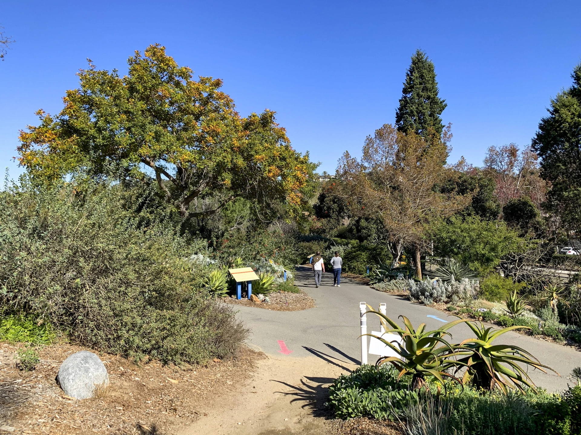 People walk along a paved path at San Diego Botanic Garden under blue skies and sunshine in December.