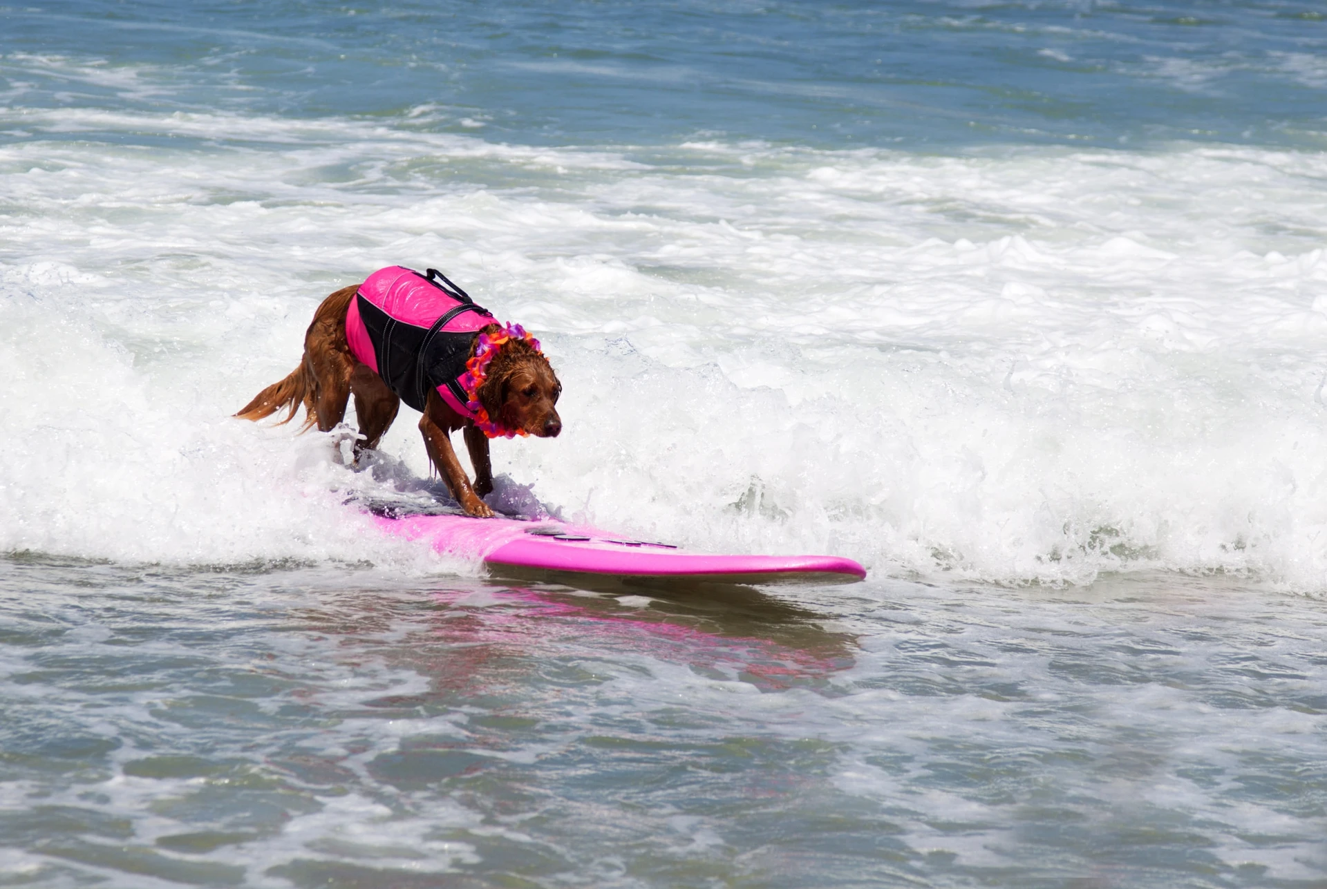 An Irish Setter wearing a pink life jackets surfs on a pink board.