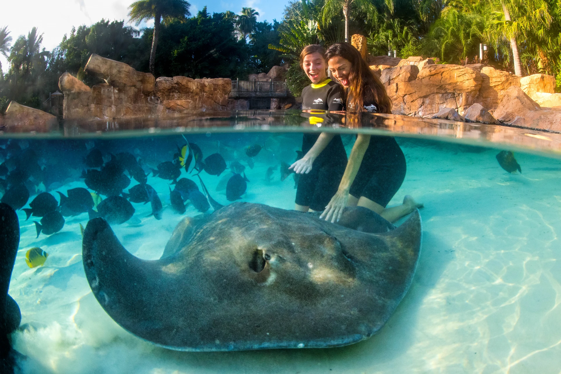 Guests touch a ray underwater in the Grand Reef.