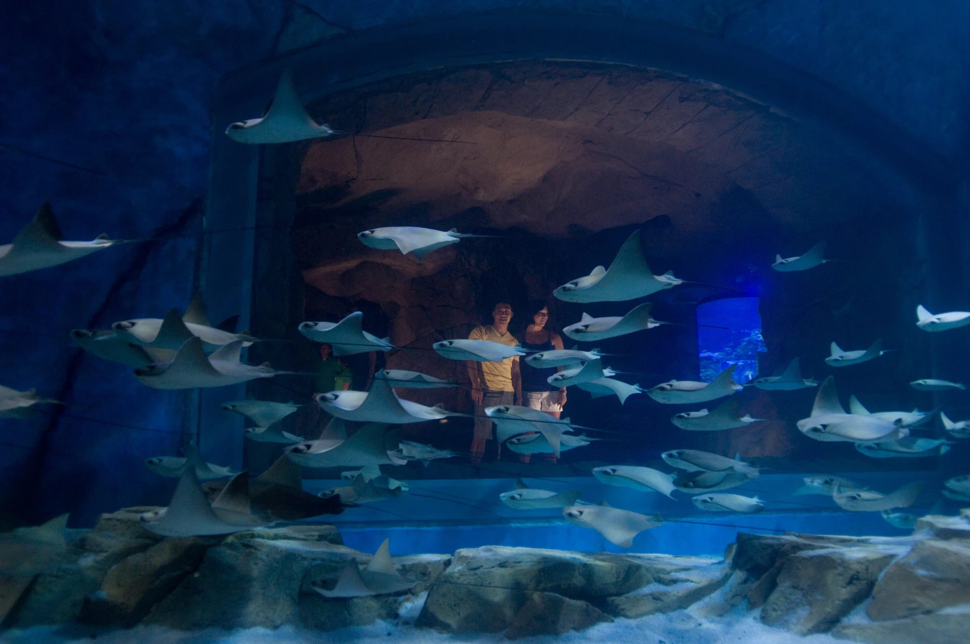 Guests look at rays swimming in an exhibit.