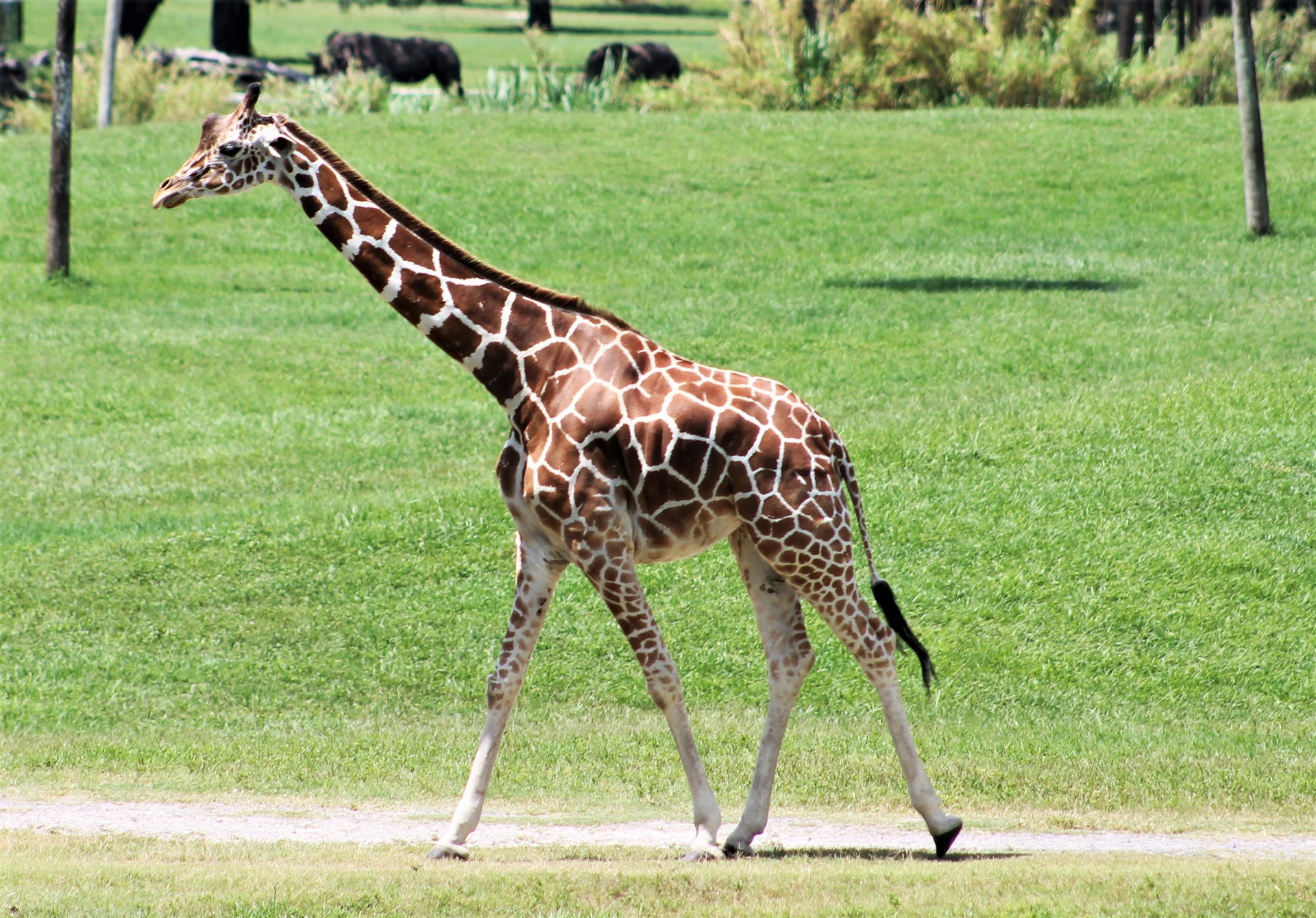 A giraffe walks across a field at Busch Gardens in Florida.