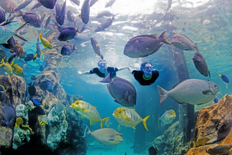 Two snorkelers swim through tropical fish in the Grand Reef at Discovery Cove.