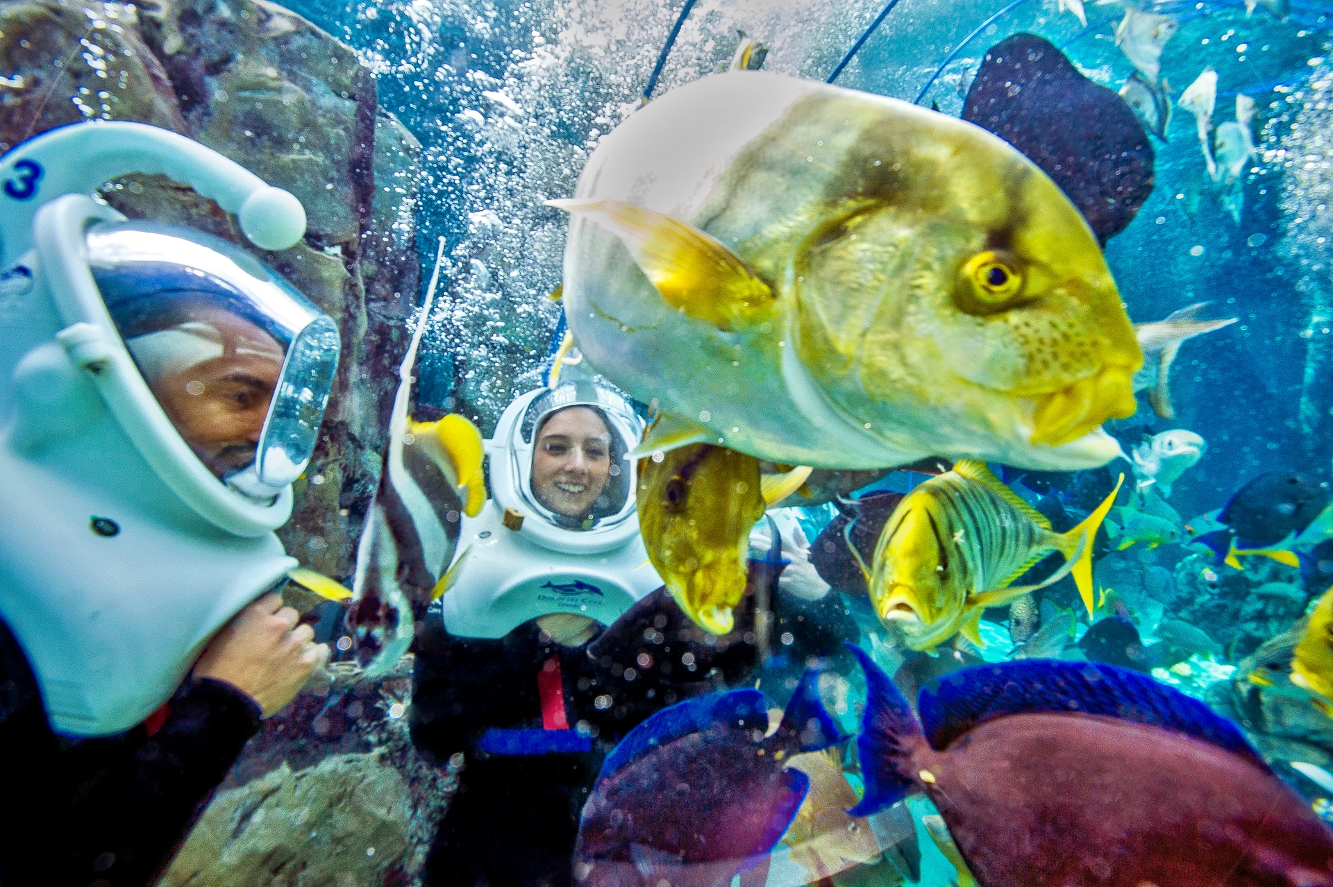 Guests with dive helmets look at fish underwater during the SeaVenture experience.