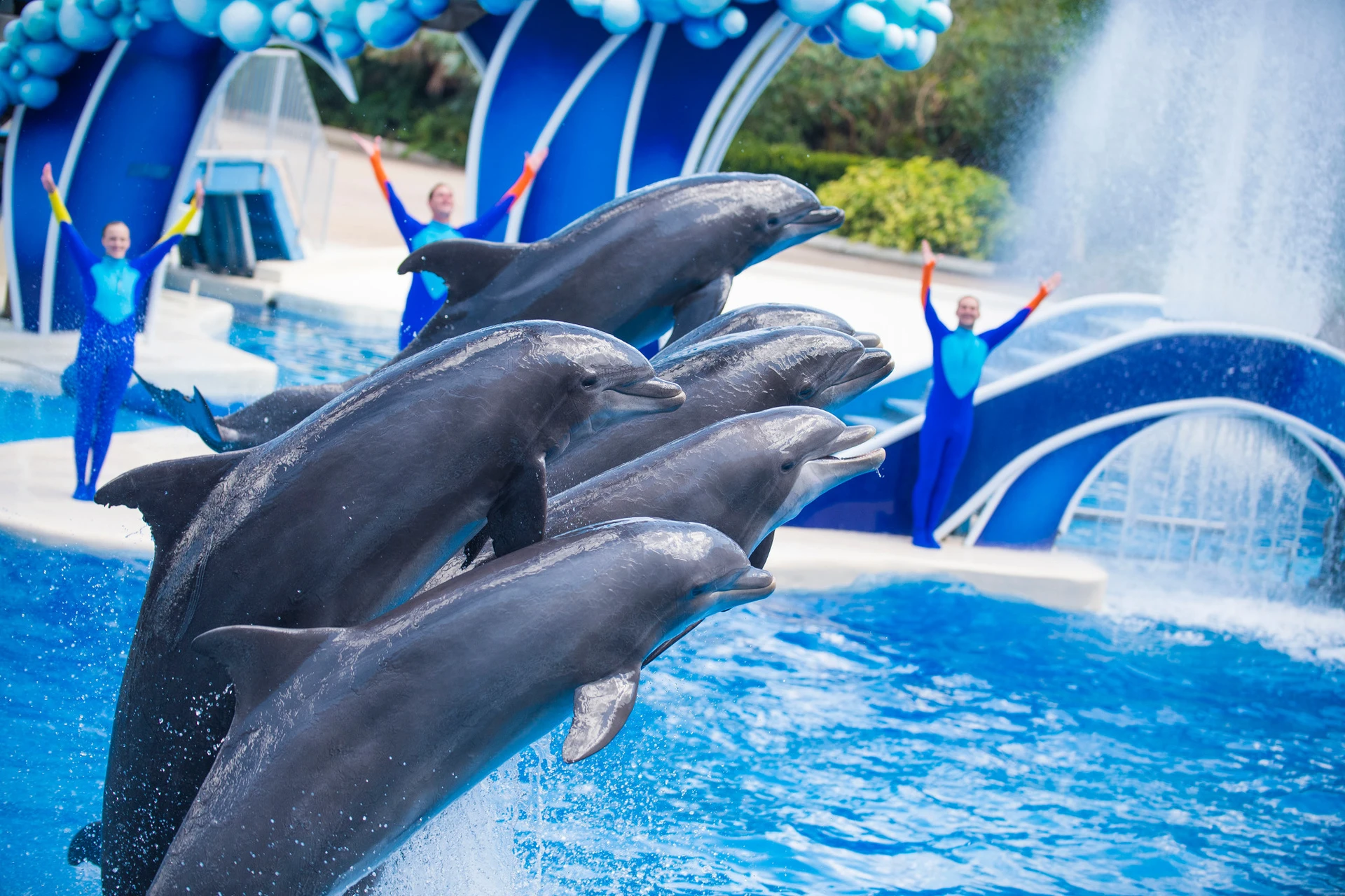 Dolphins jump out of the water during the Dolphin Days show.