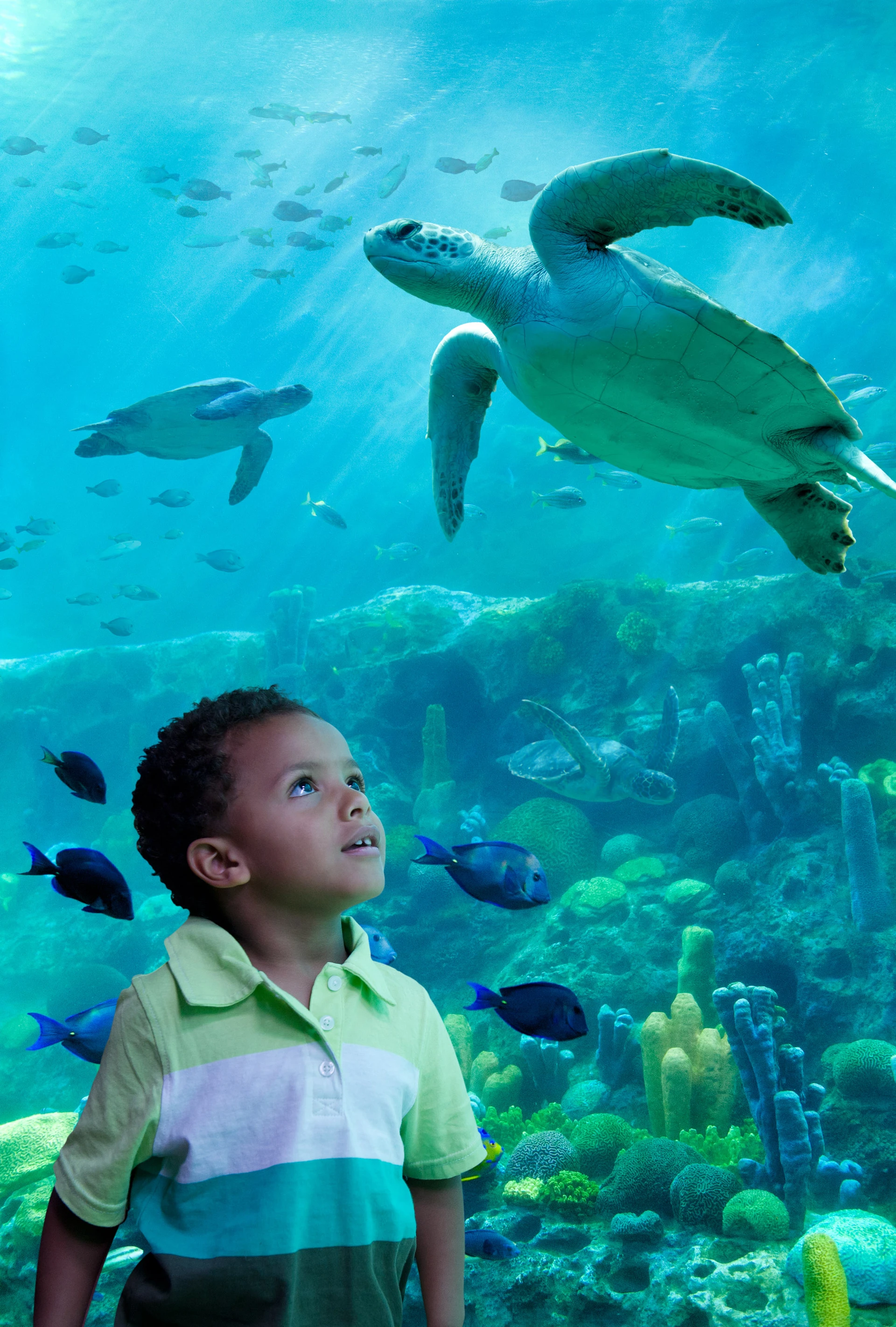 A little boy looks at a turtle swimming in the Turtle Trek exhibit.