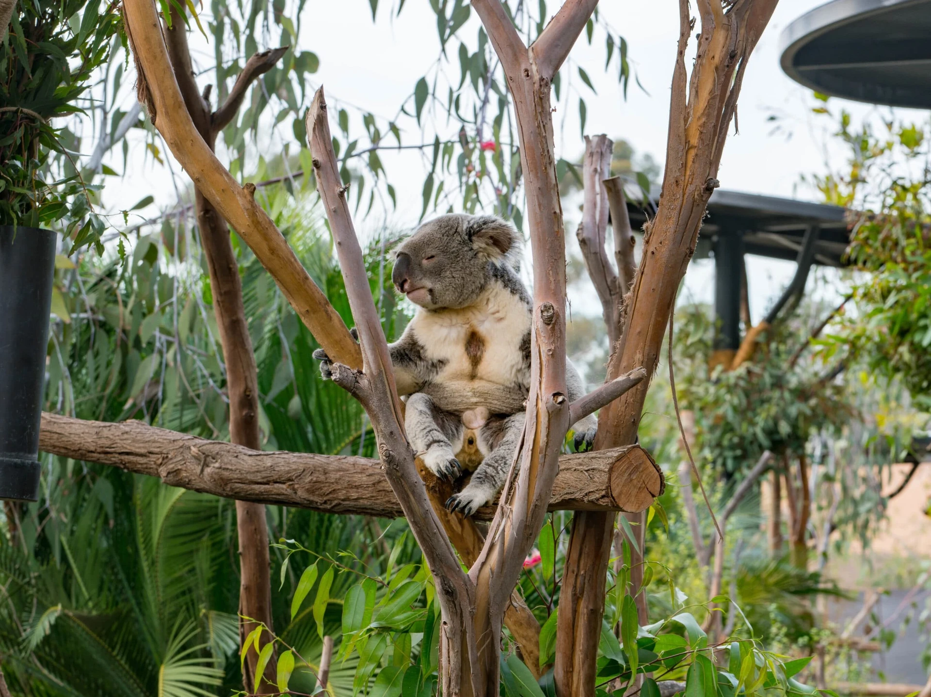Best tips for visiting San Diego Zoo from a local