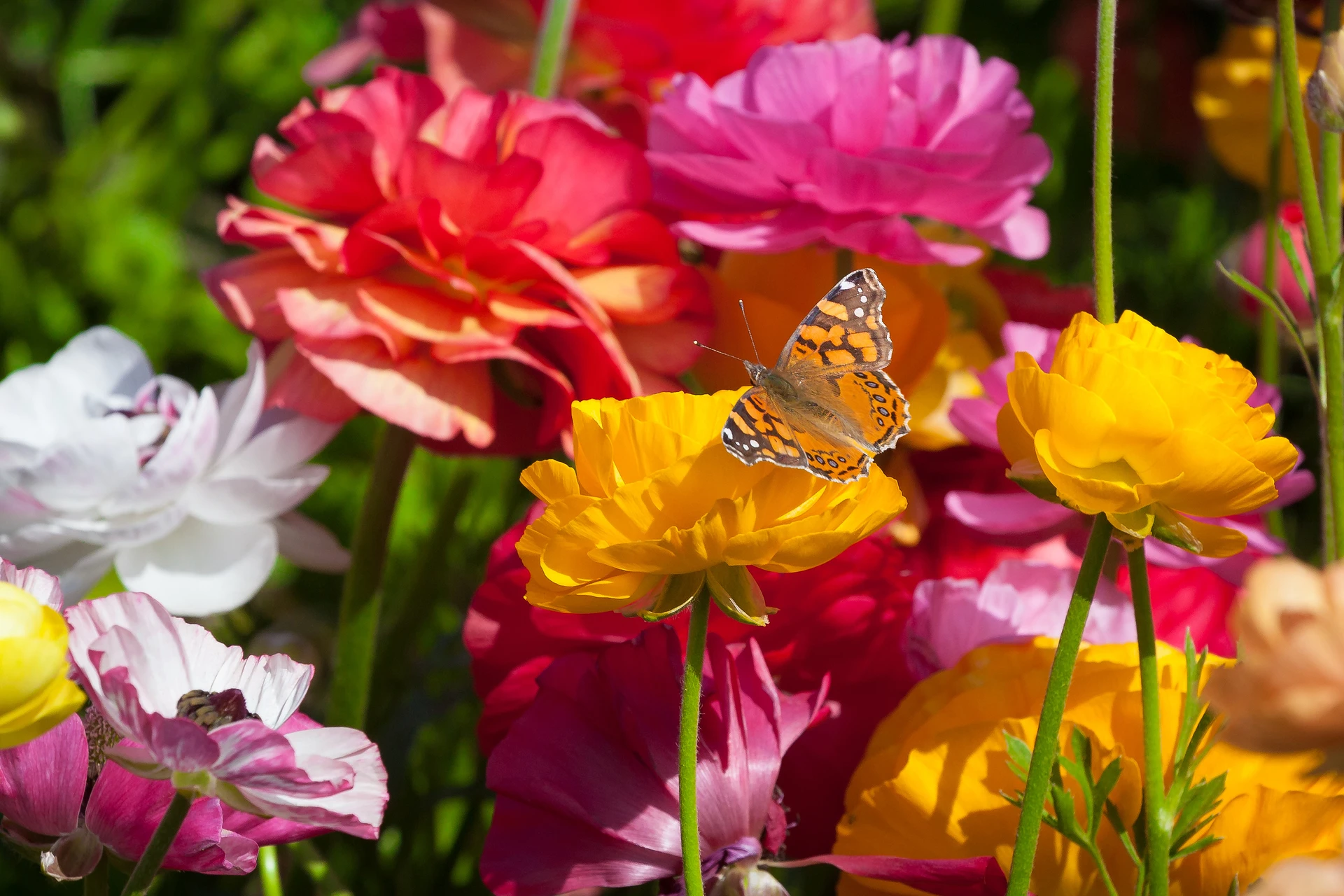 A butterfly lands on a yellow ranunculus flower.