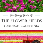 Plan your visit to The Flower Fields at Carlsbad Ranch with these tips for activities, special events, and what to expect at this North San Diego County spring attraction.