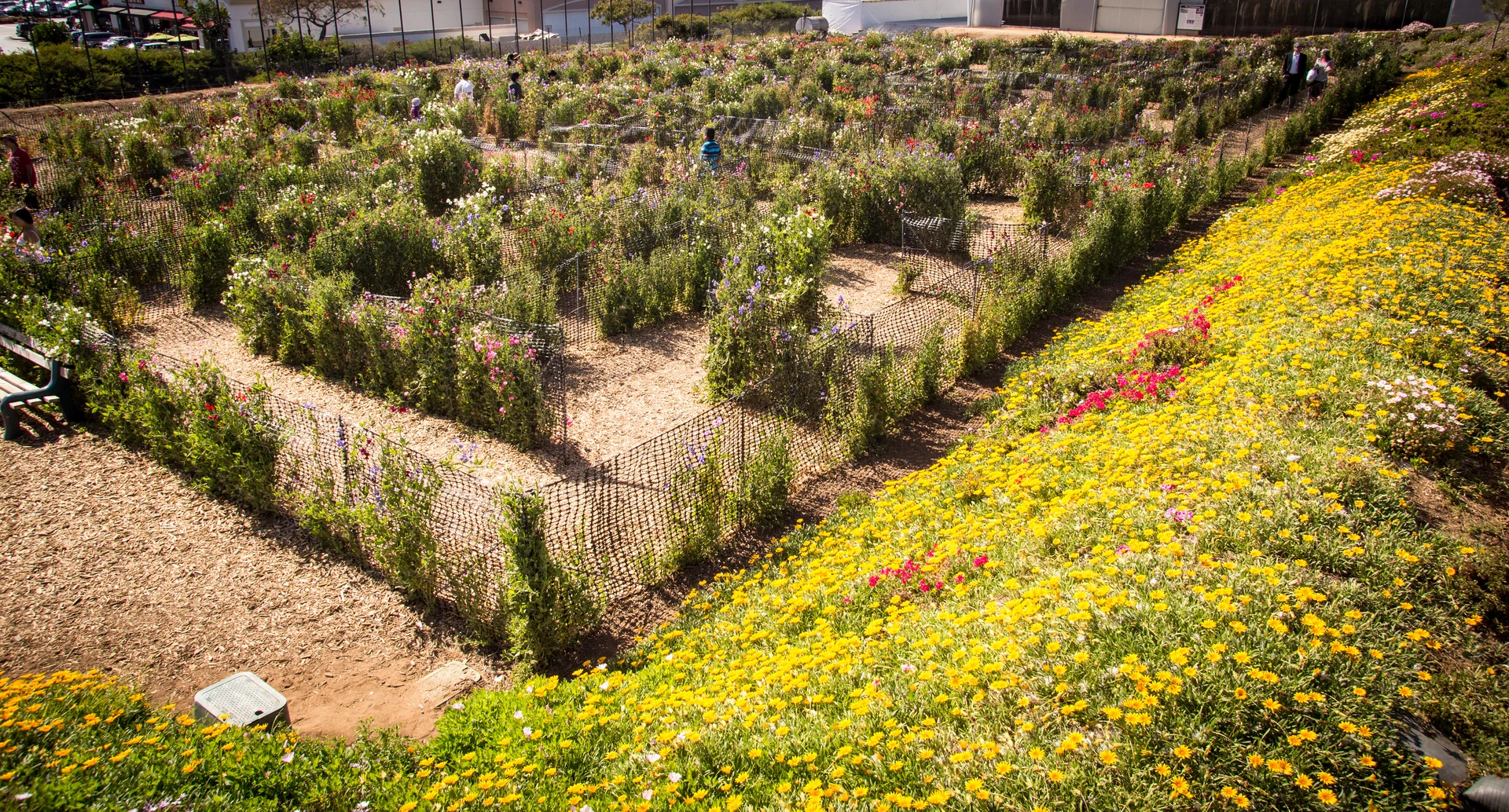 Children navigate the maze of sweet pea plants and flowers at Carlsbad flower fields.