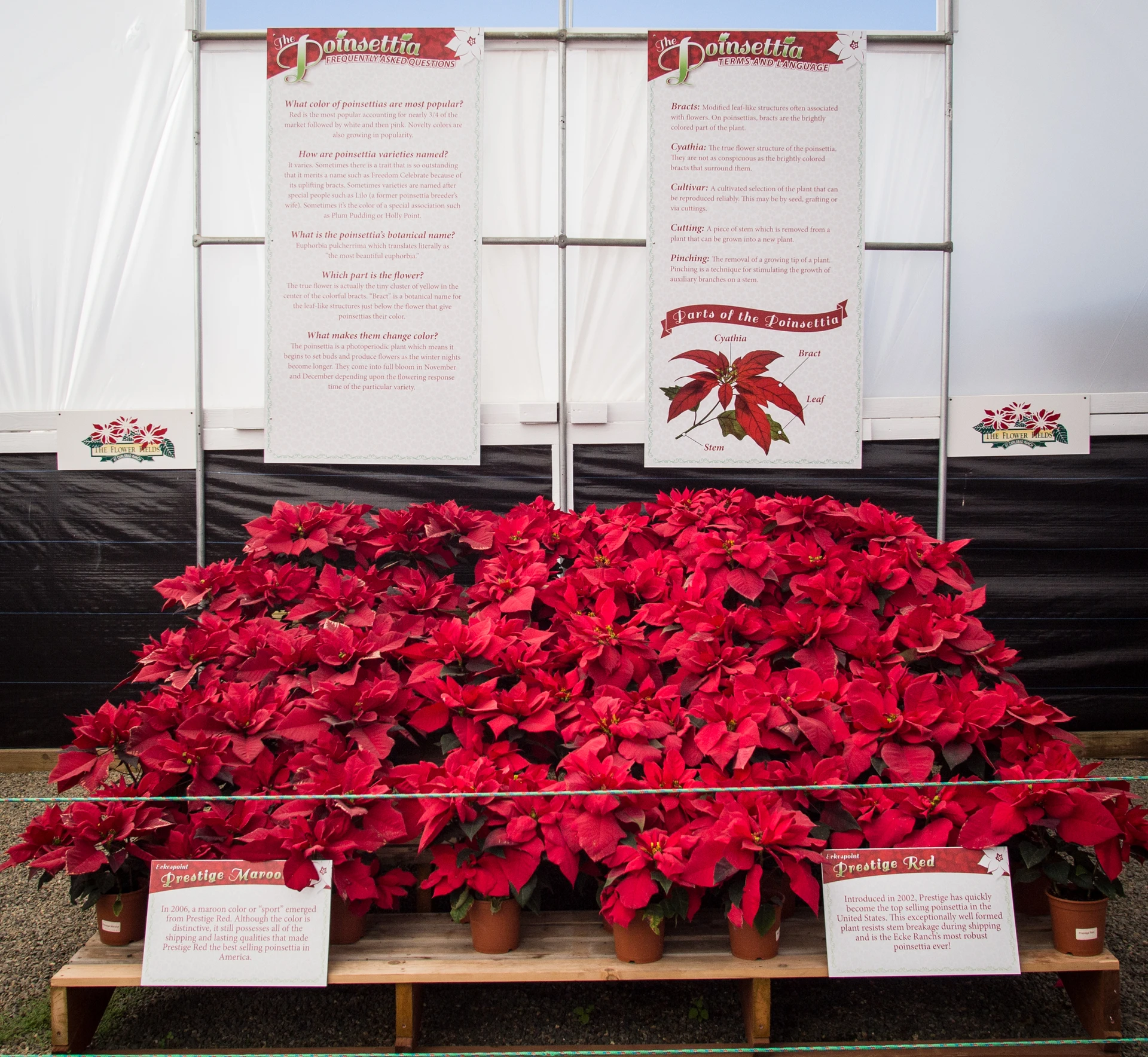 A display of potted poinsettias with FAQs listed above them.
