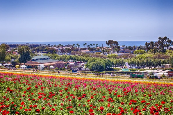 Rows of ranunculus with the Pacific Ocean in the background.