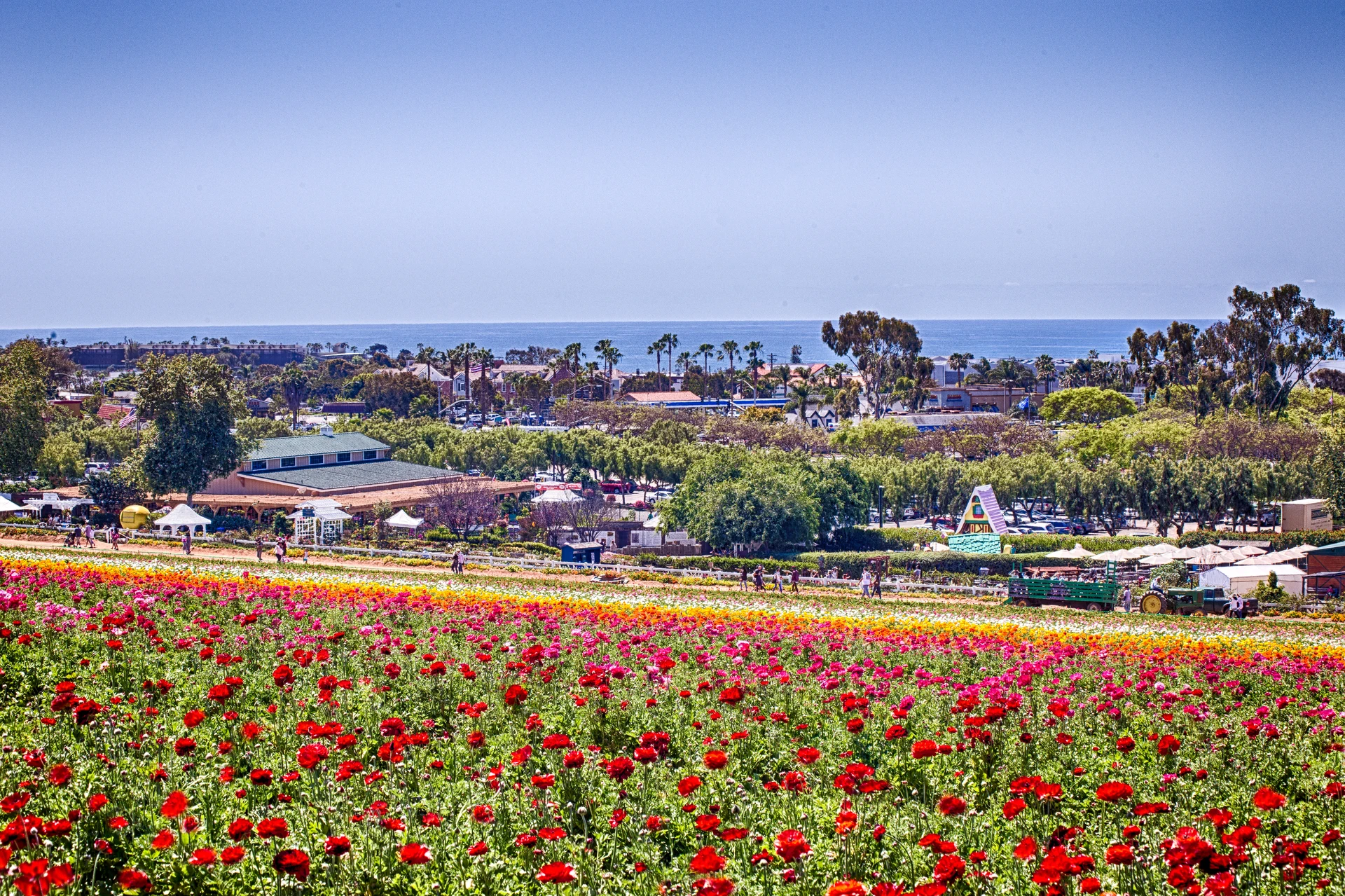 Rows of ranunculus with the Pacific Ocean in the background.