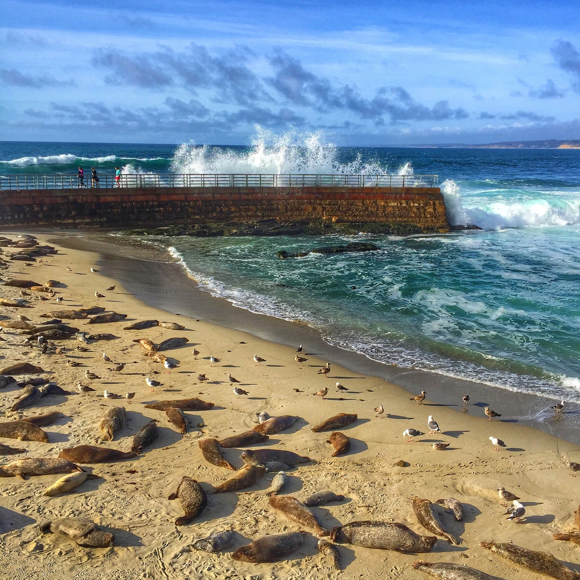A wave crashes on the Children's Pool sea wall while seals sleep on the sand.