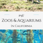 The best zoos and aquariums in California listed from north to south.