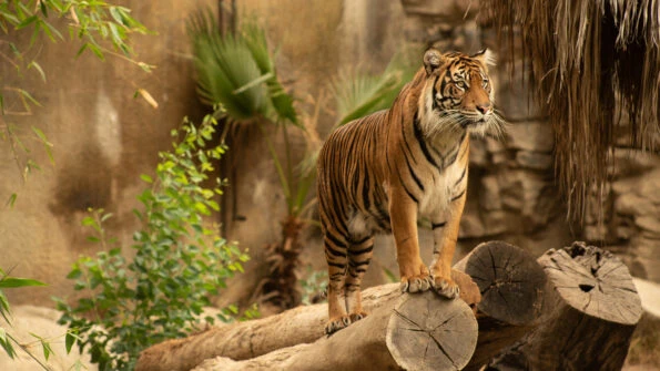 A tiger stands on a fallen tree at Los Angeles Zoo.