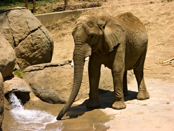 Elephant taking a drink of water at the Oakland Zoo.