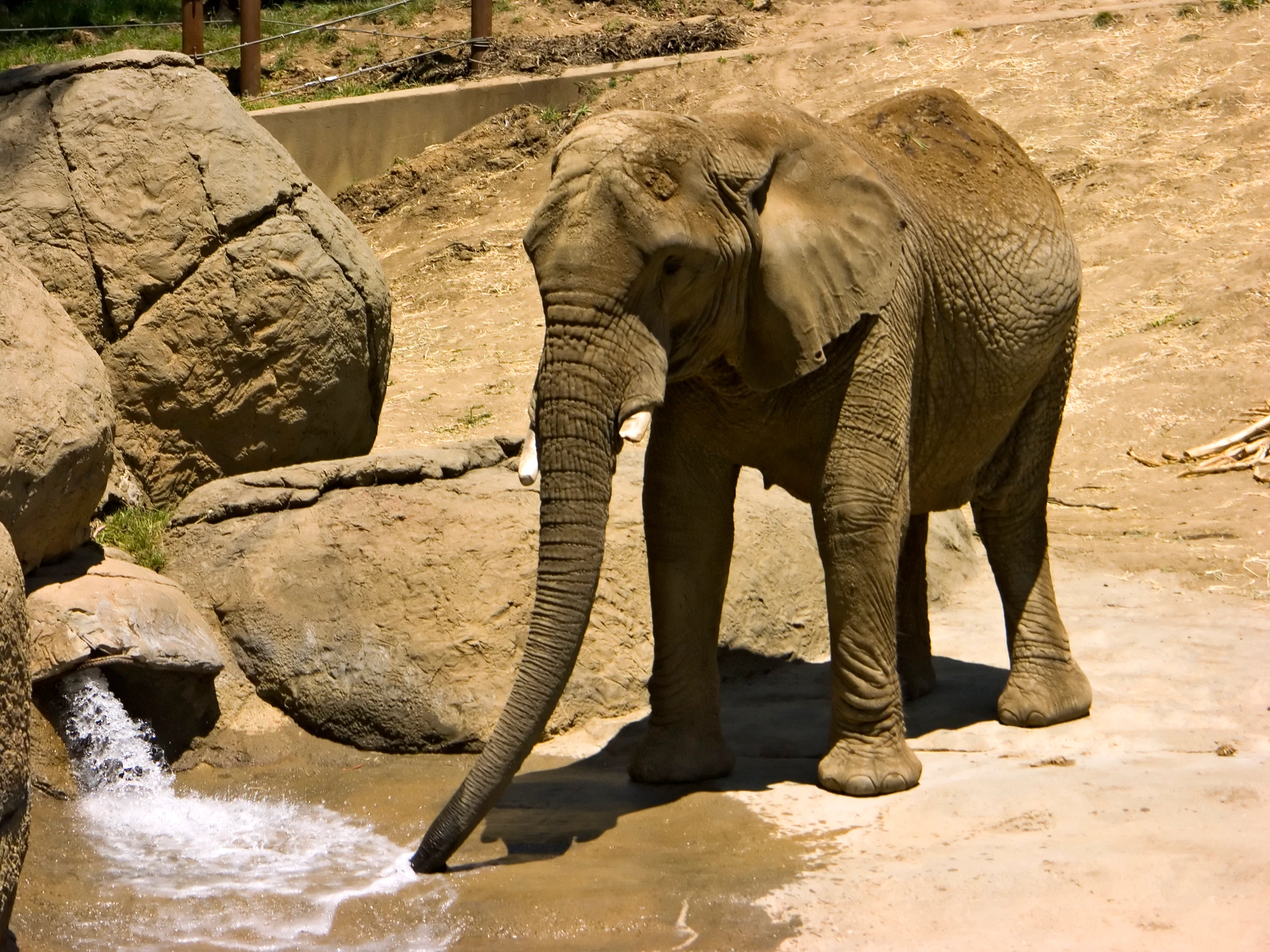 Elephant taking a drink of water at the Oakland Zoo.
