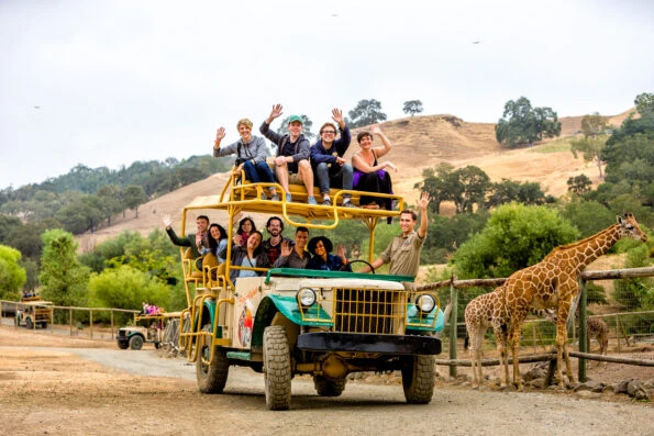 A group rides in a safari Jeep at Safari West.