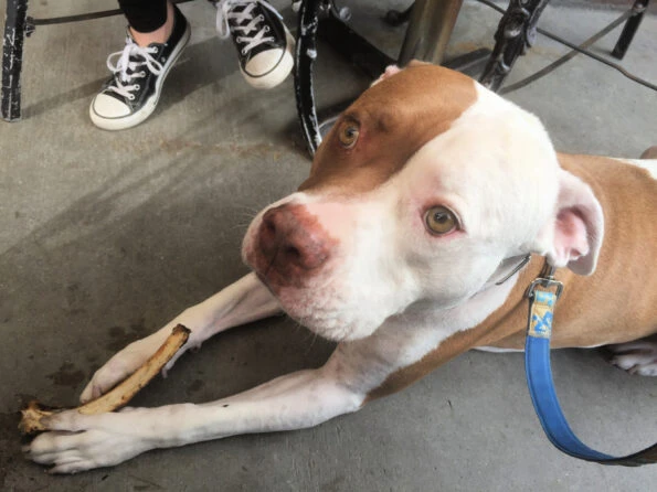 My pit bull Scooby holds a bone given to him by Bull's Smokin' BBQ.