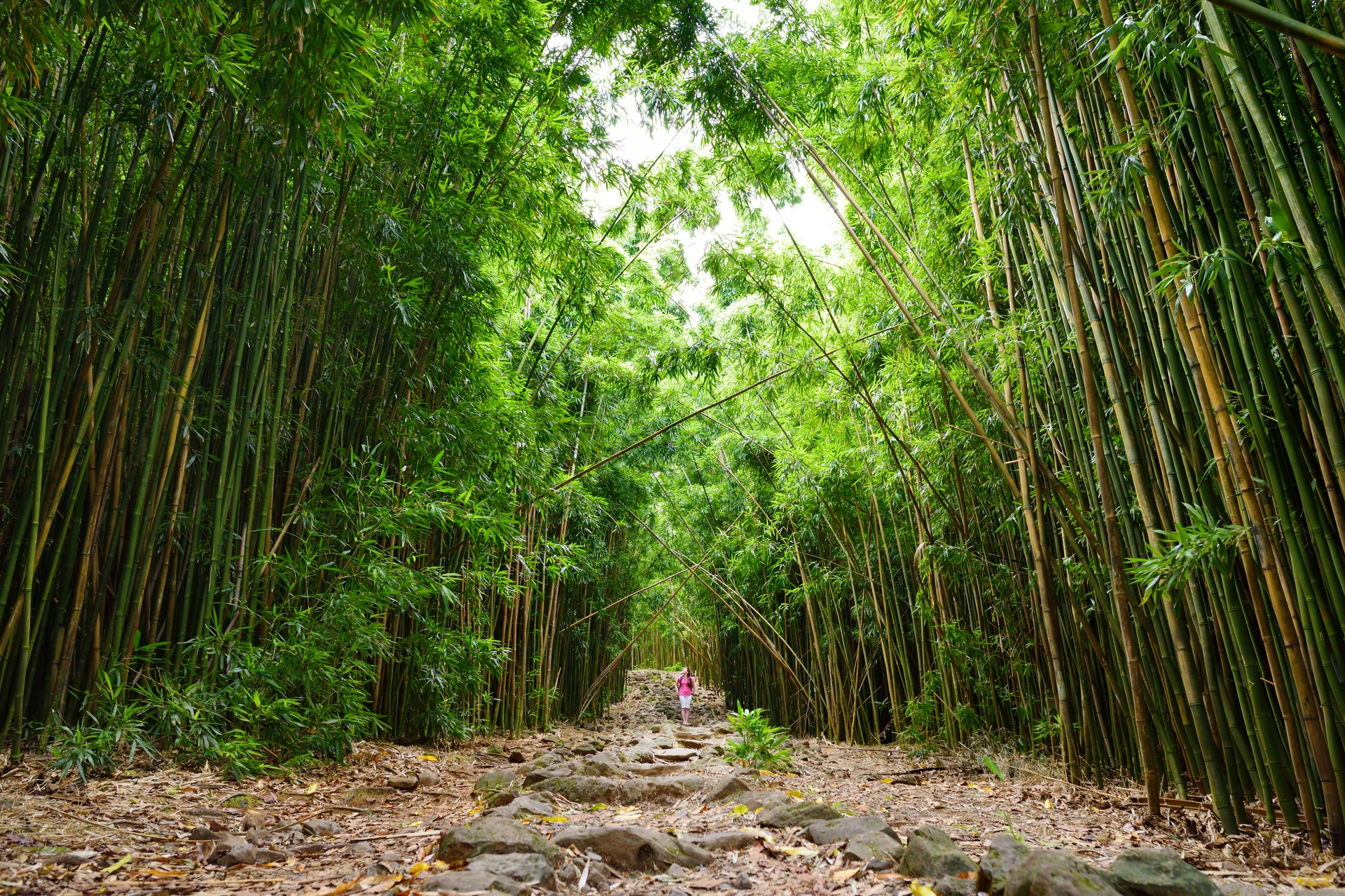 A woman stands on a rocky path underneath the massive bamboo.