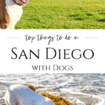 San Diego's pet-friendly atmosphere makes it the perfect locale for outings with your pup. Here are my top picks for dog-friendly San Diego activities.