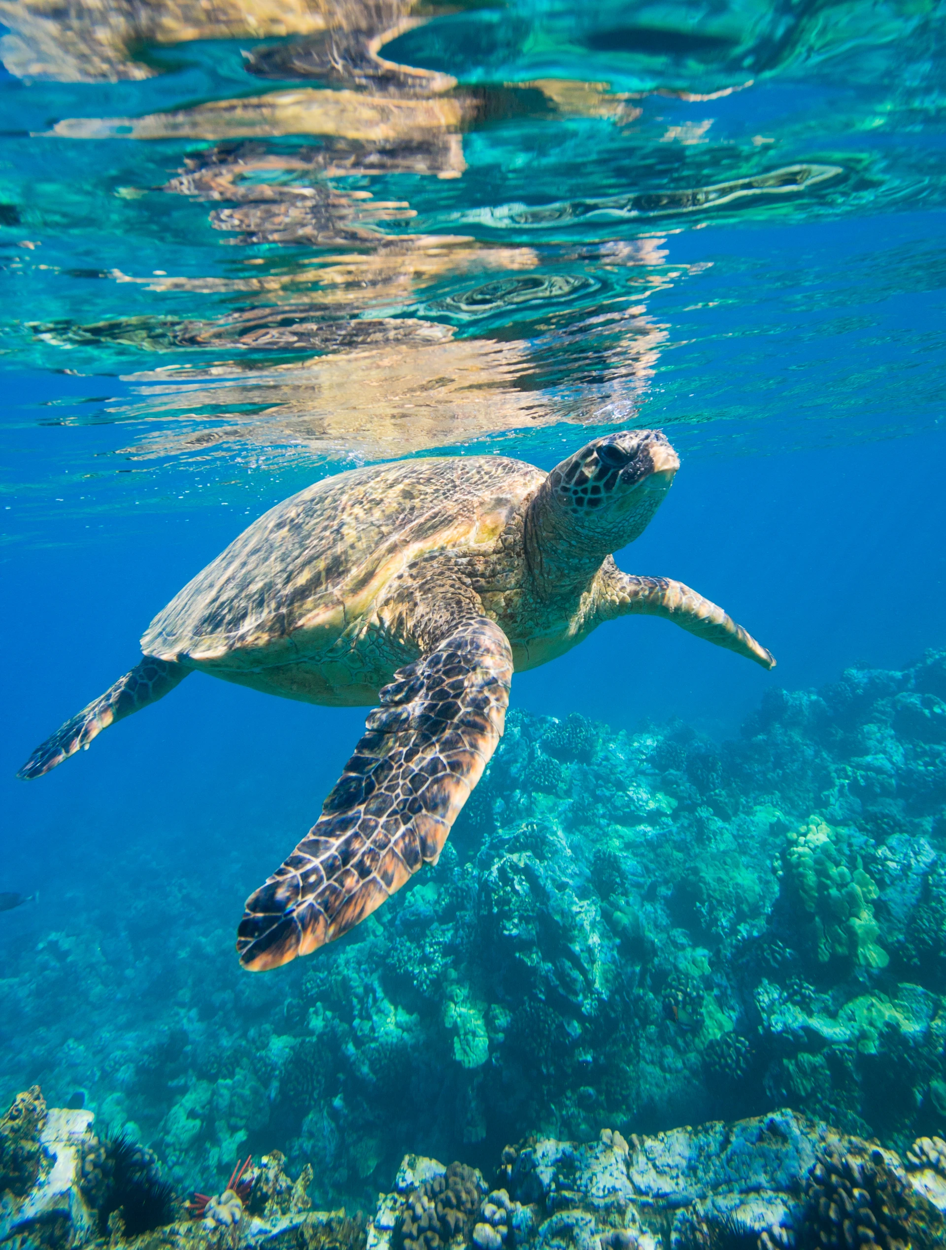 A sea turtle swims under water in Maui.