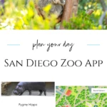 Learn how the San Diego Zoo app makes getting around easier and helps guests create an itinerary of must-see animals and exhibits.