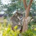 A koala sits in a tree at San Diego Zoo.