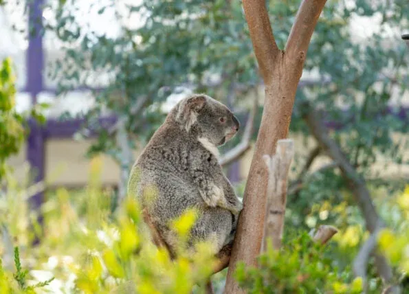 A koala sits in a tree at San Diego Zoo.