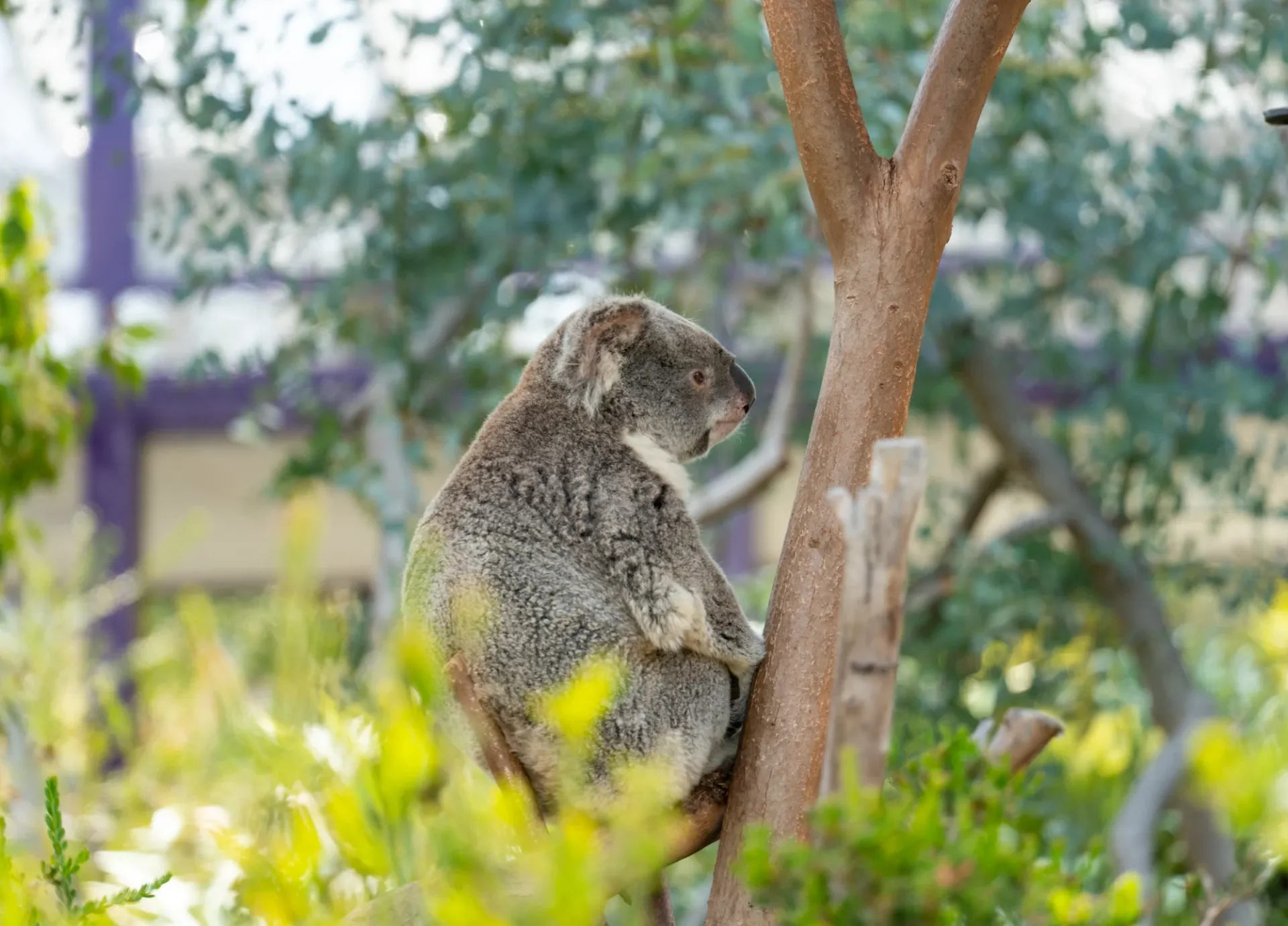 A koala sits in a tree at San Diego Zoo.