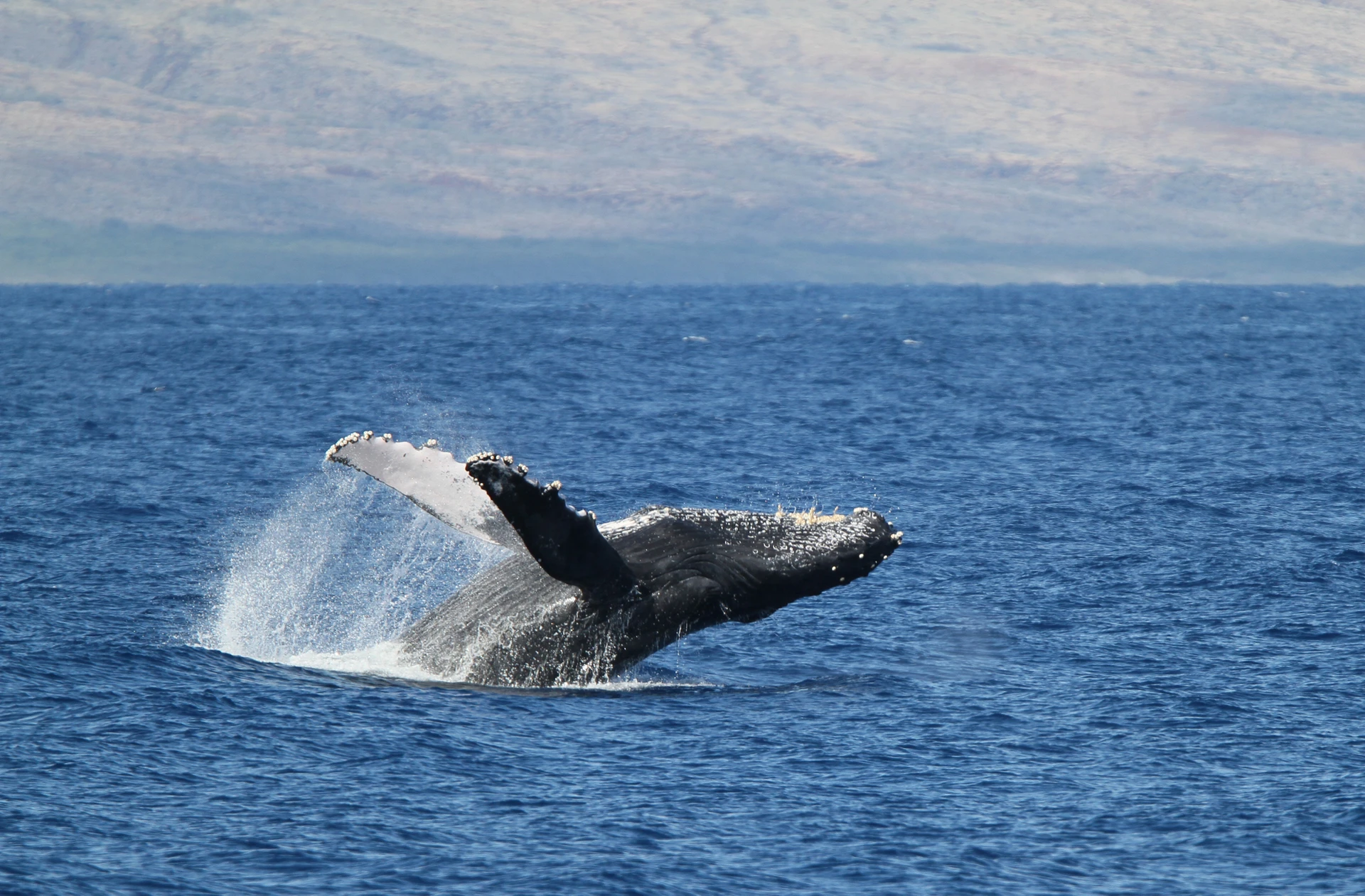 A humpback whale breaches out of the water with Lanai in the background.