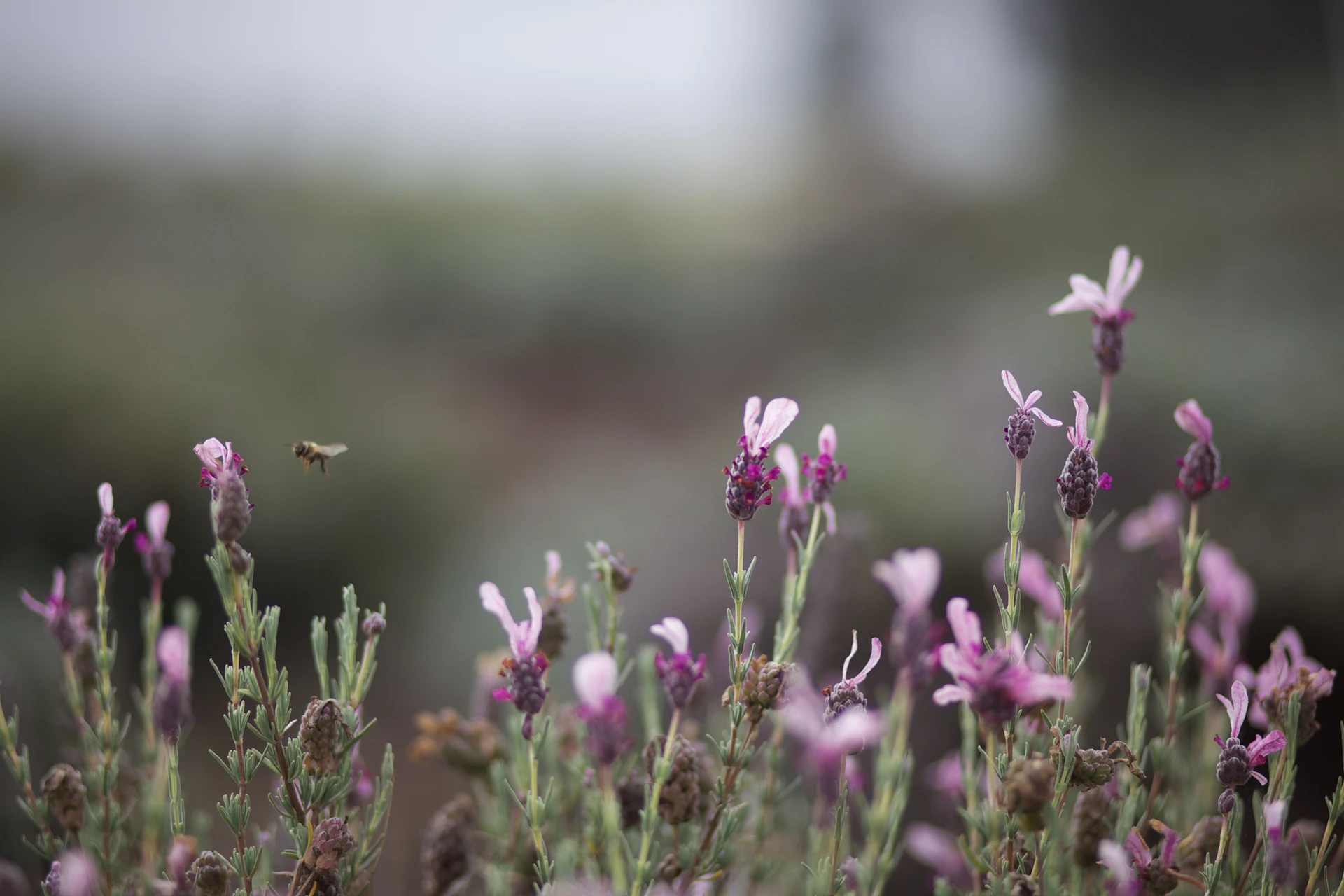 A bee about to land on a lavender plant.