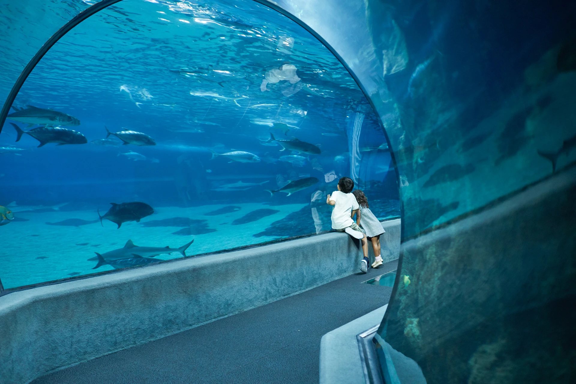 Two young kids look at fish through the glass tunnel wall at Maui Ocean Center.