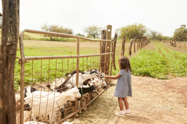 A little girl feeds pygmy goats at Surfing Goat Dairy Farm.